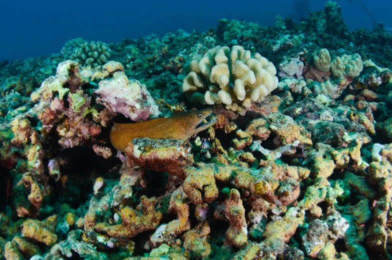 a sea animal is hiding on some coral reef