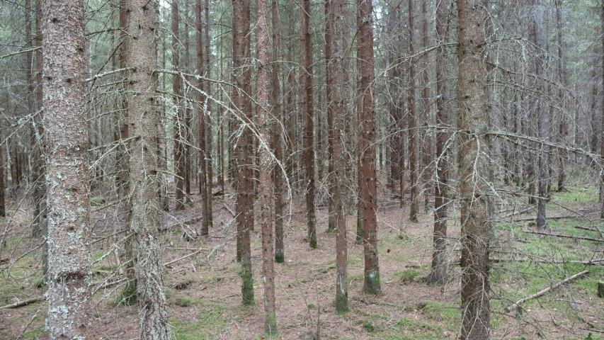 many trees in a thicket of grass and dirt