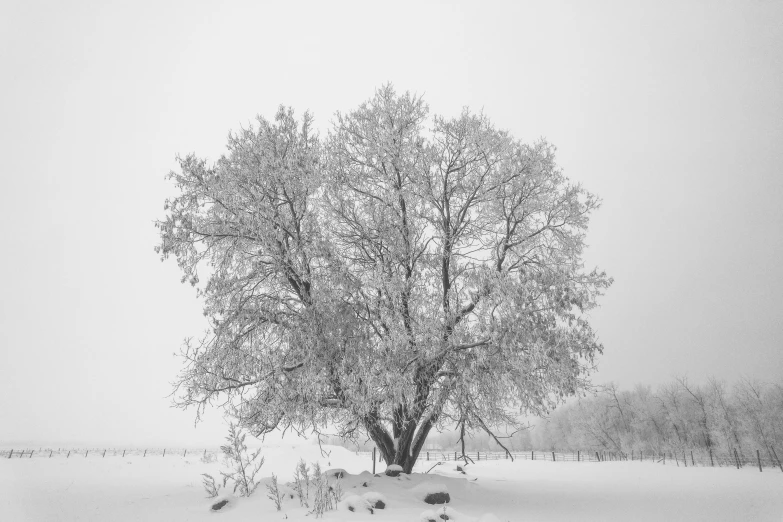 a tree that is covered in snow sitting in the middle of a field