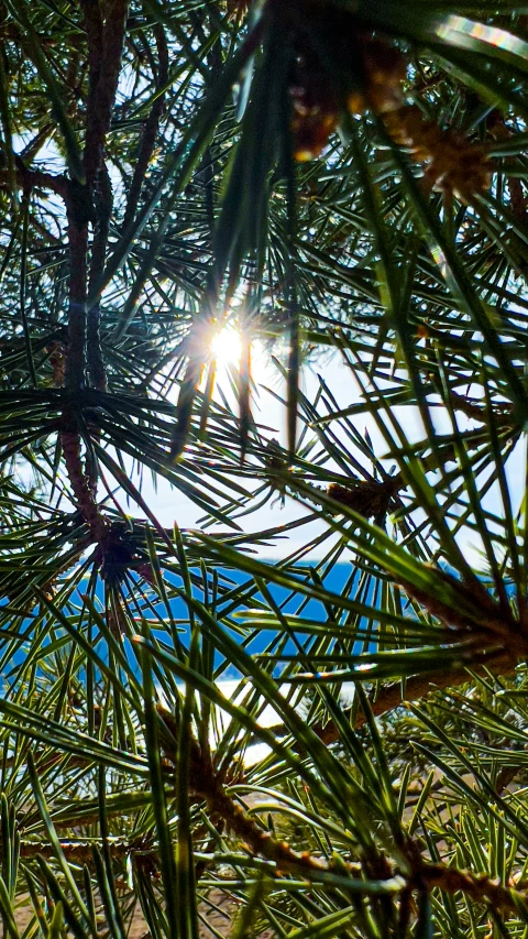 a picture from the bottom of a pine tree with the sun shining down