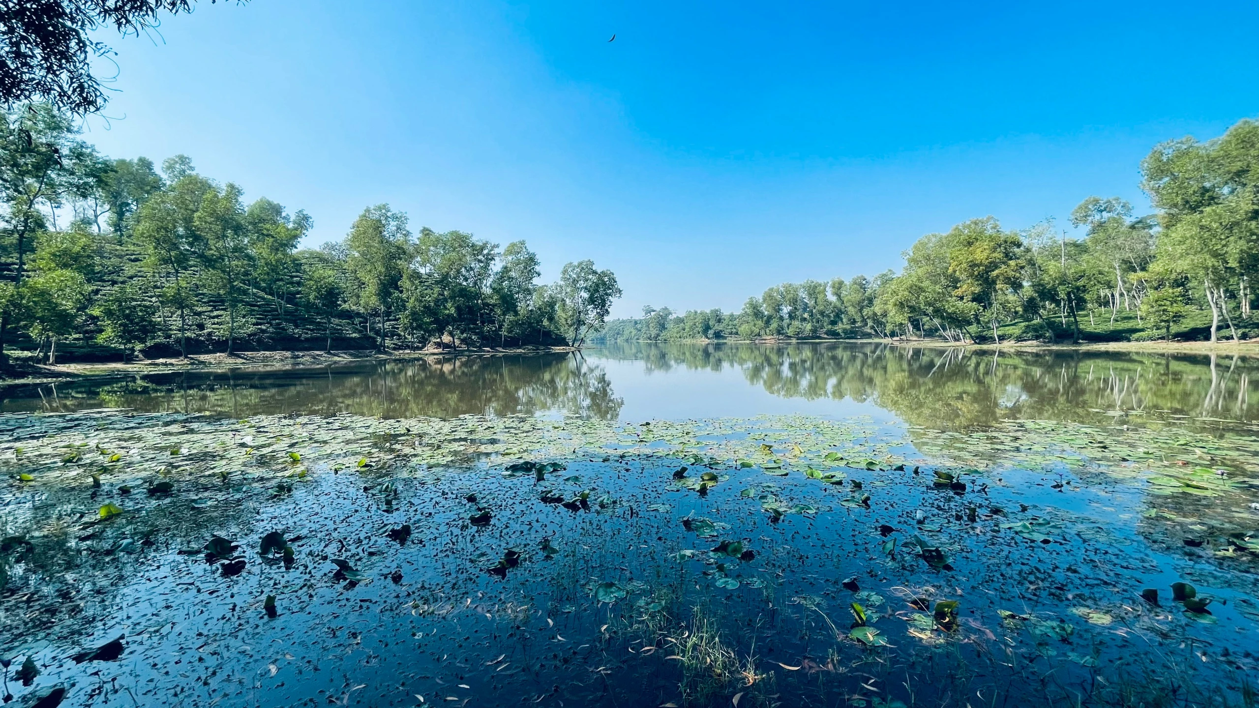 a small river in a large area with a few ducks and a few geese floating