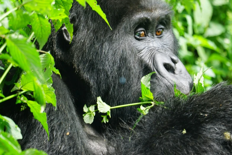 an adult mountain gorilla eats leaves from a tree