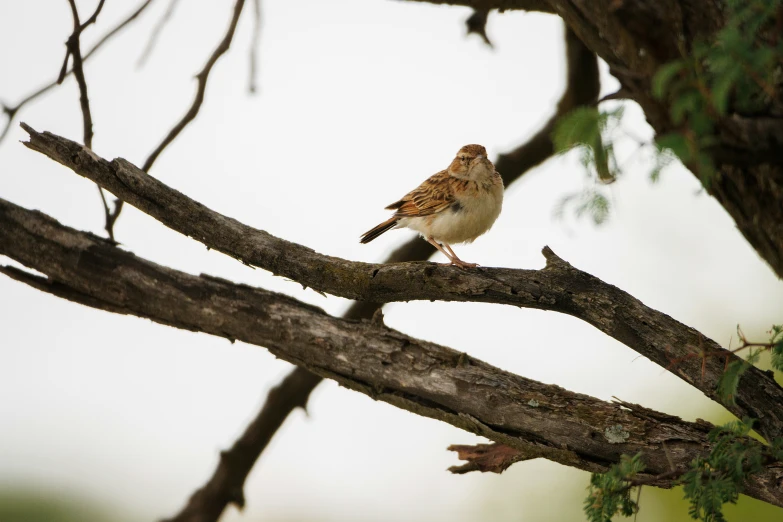 a little bird perched on a nch of a tree