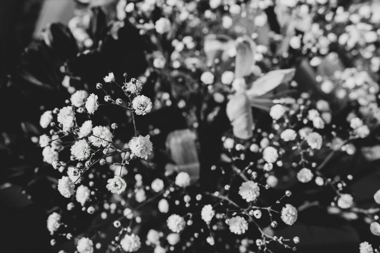 black and white image of small flowers on a bush