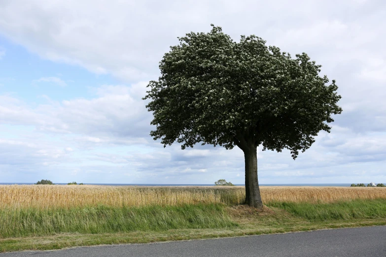 the lone tree is growing right next to a road