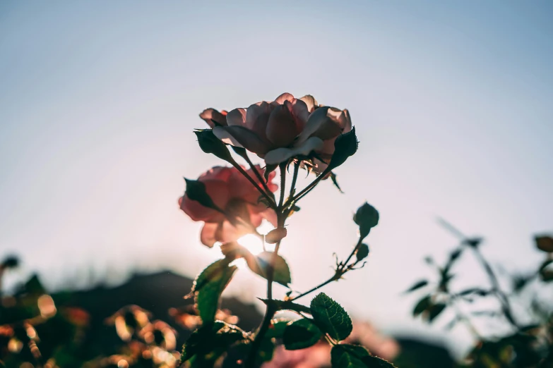 a pink flower stands tall over the greenery