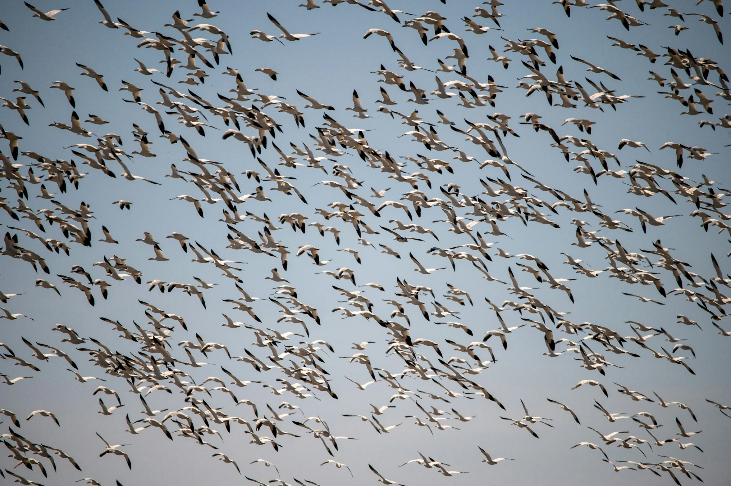 a flock of birds flying across a blue sky