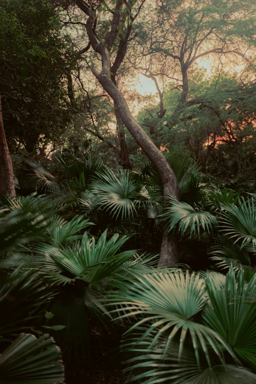 tropical vegetation with many trees near by