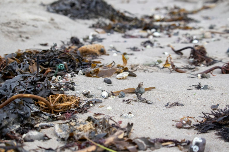 small sea debris and shells on a beach