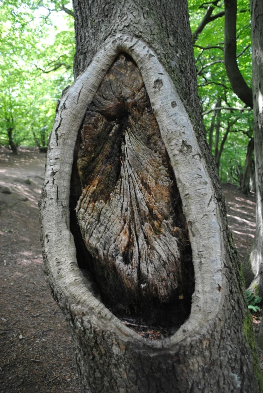 a large tree with an interesting hole in it