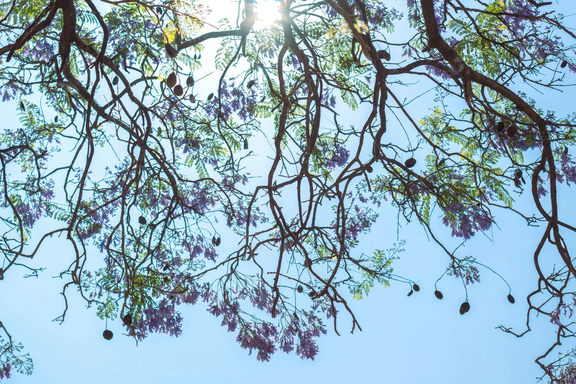 a po looking up at leaves and fruit hanging from a tree