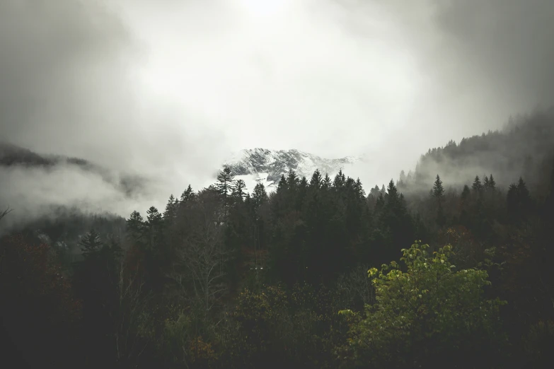 the treetops are covered in thick fog