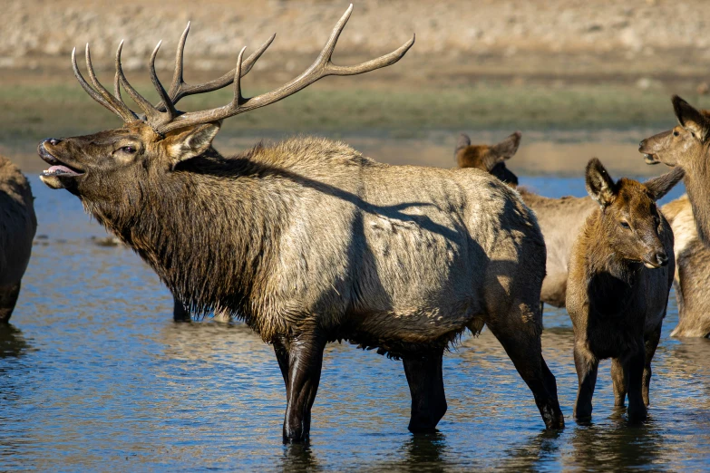 a large elk drinking from a pond near other animals