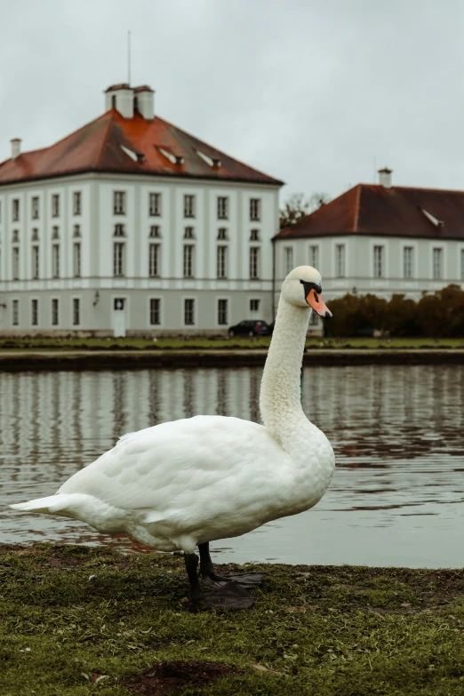 white swan standing on the side of a lake in front of buildings