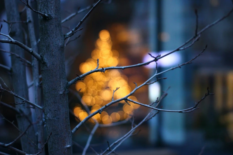 a tree without any leaves near a city street