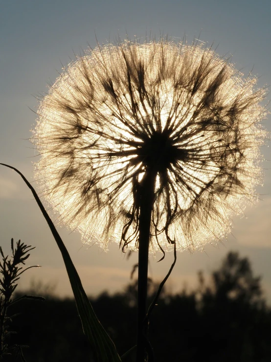 a sunburst is seen shining through the dark