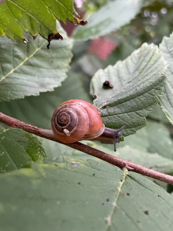 the small snail is crawling on the limb of a tree