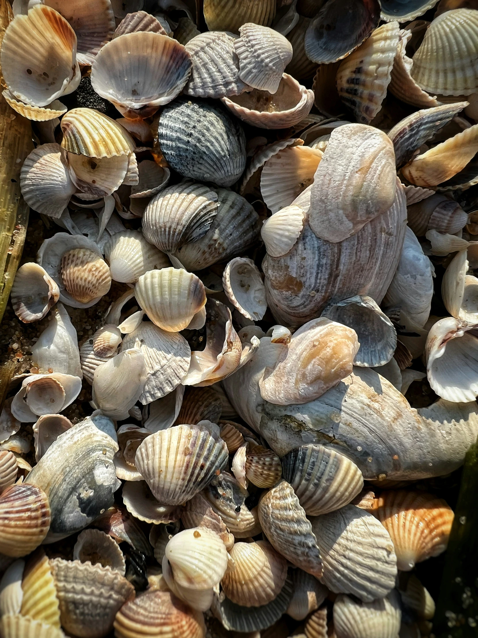 shells fill the sand on an ocean beach