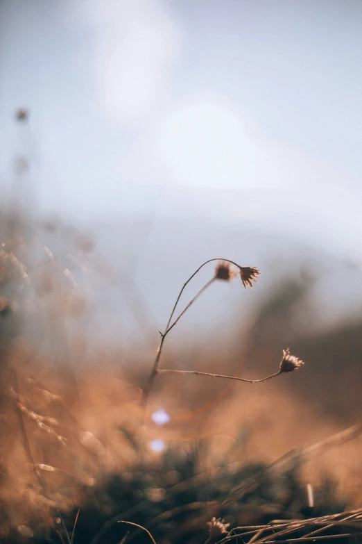 a po of some kind of plants in the wild