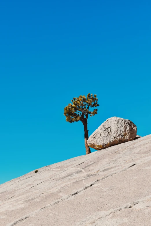 a tree is on a rocky hill with a clear blue sky