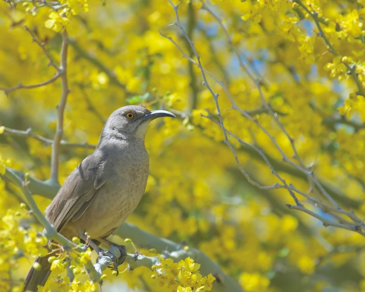 a small gray bird perched on a yellow tree