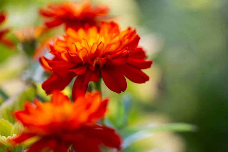 closeup of red and yellow flowers in the sun