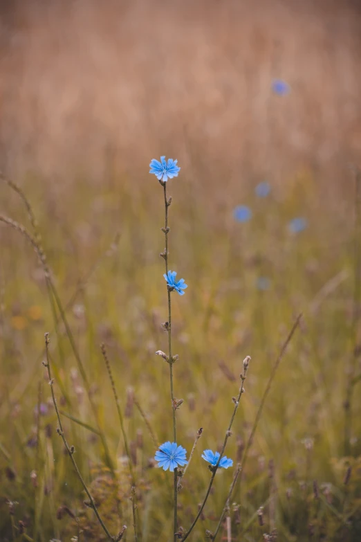 a field with blue flowers and grass in the background