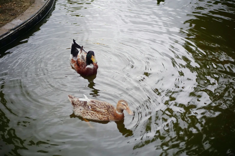 a small duck is swimming alongside an adult duck