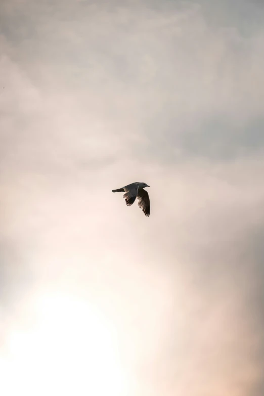 bird flying through the air with the sun behind it