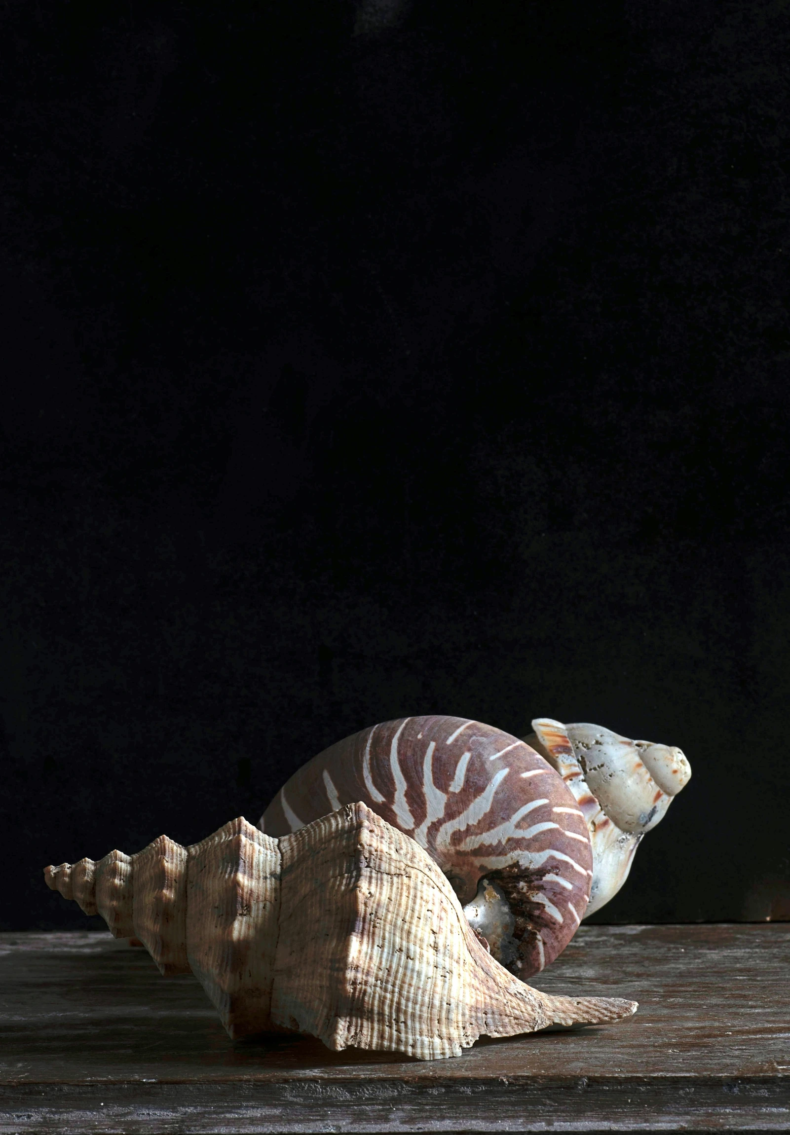 a nautigraph shell sitting on top of wooden planks