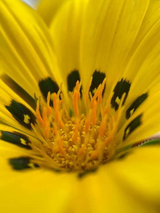 closeup s of a yellow flower with green and white petals