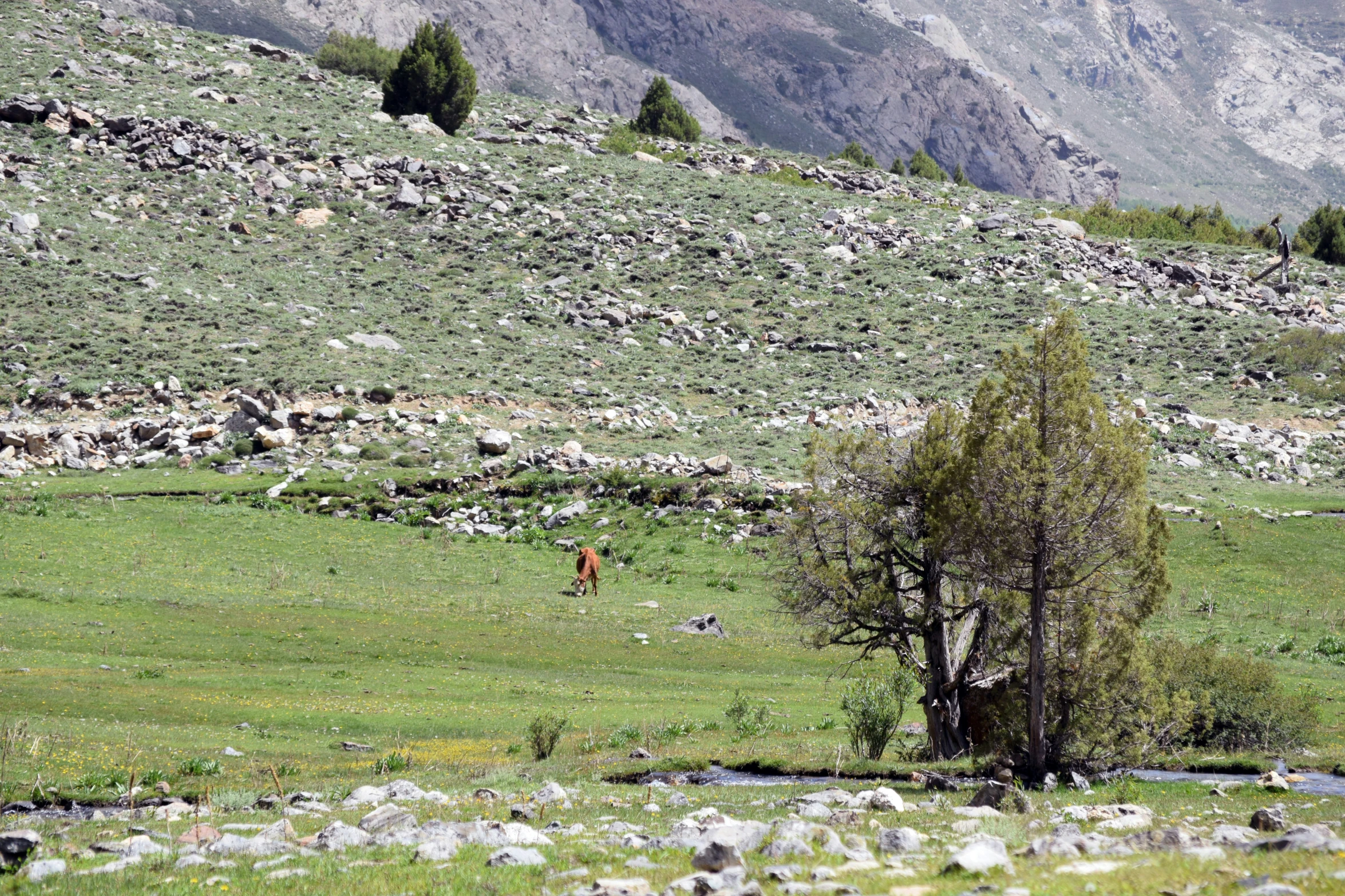 a lone tree is pictured in the foreground on the green landscape