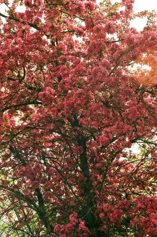 an old, tree with pink flowers in the summer