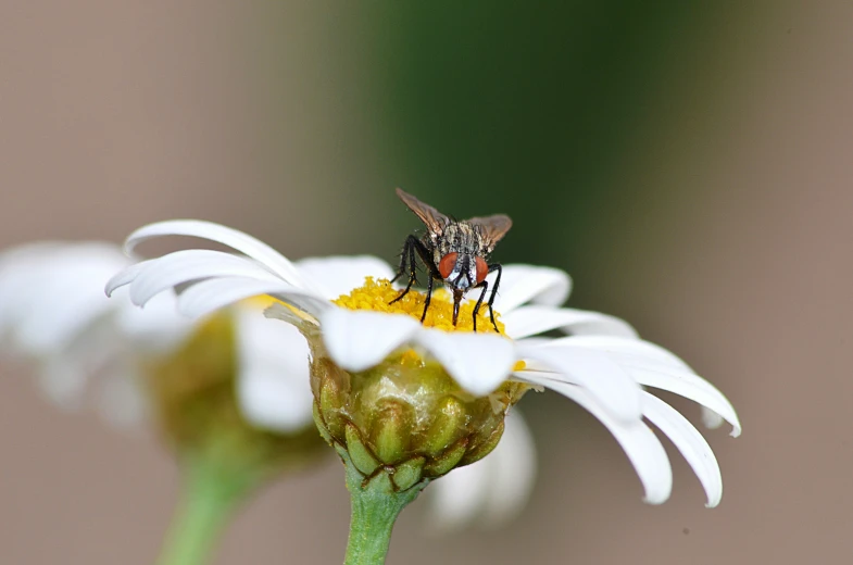 a bug sitting on a flower with blurry background