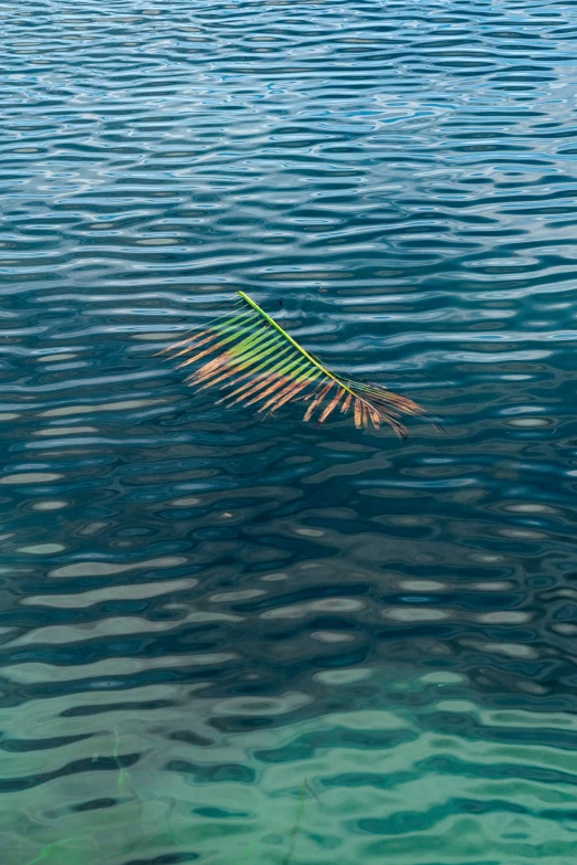 the water is really blue in color, and it is almost crystal clear