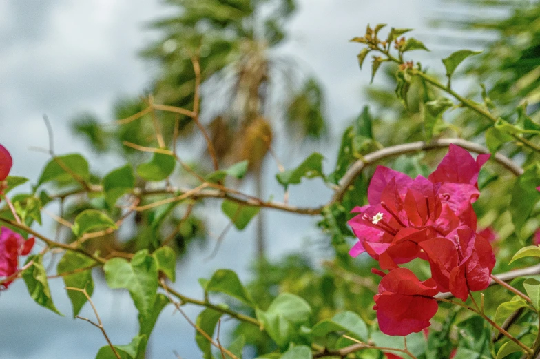 close up of bright pink flowers with green leaves