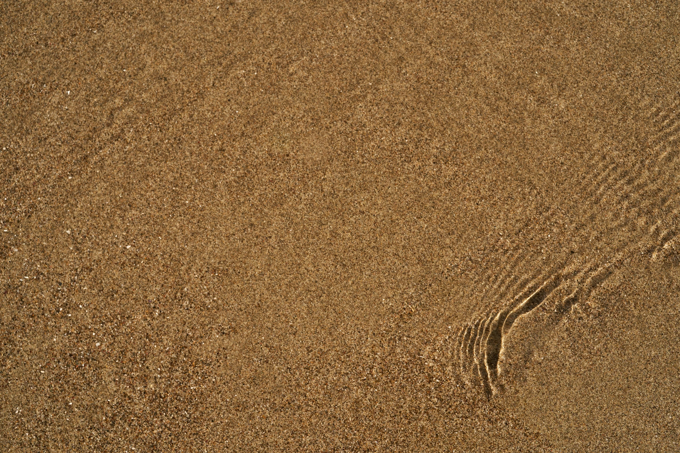 a lone animal standing alone in a sandy area