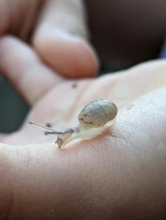 a tiny snail being held by a hand