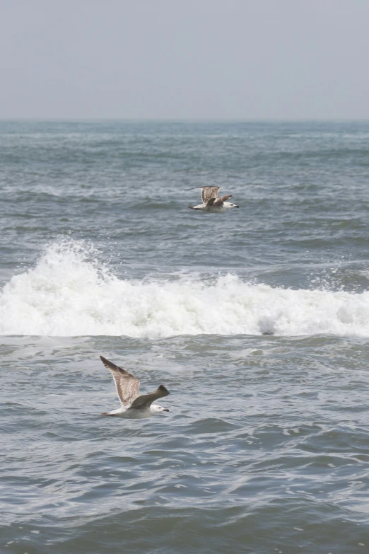 two birds flying over a body of water near the shore