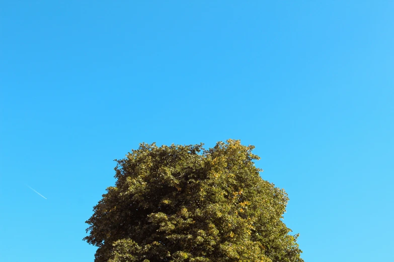 a large tree with a blue sky in the background