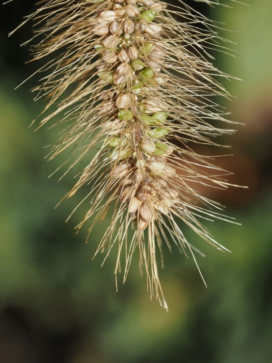 a plant that is about to blossom into a flower