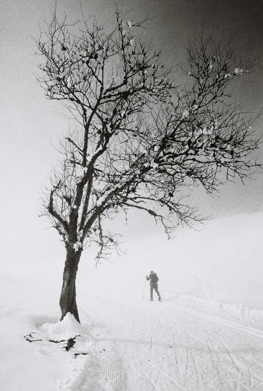 a lone man is walking by a lone tree in the snow