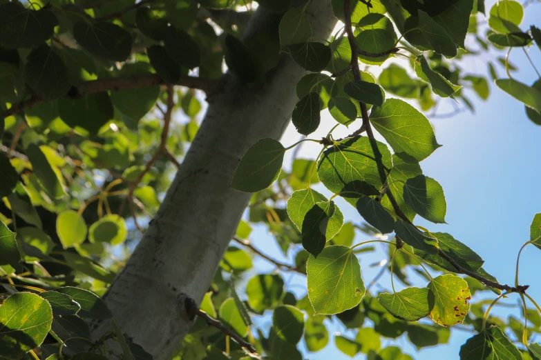 the leaves of a tree with blue sky background