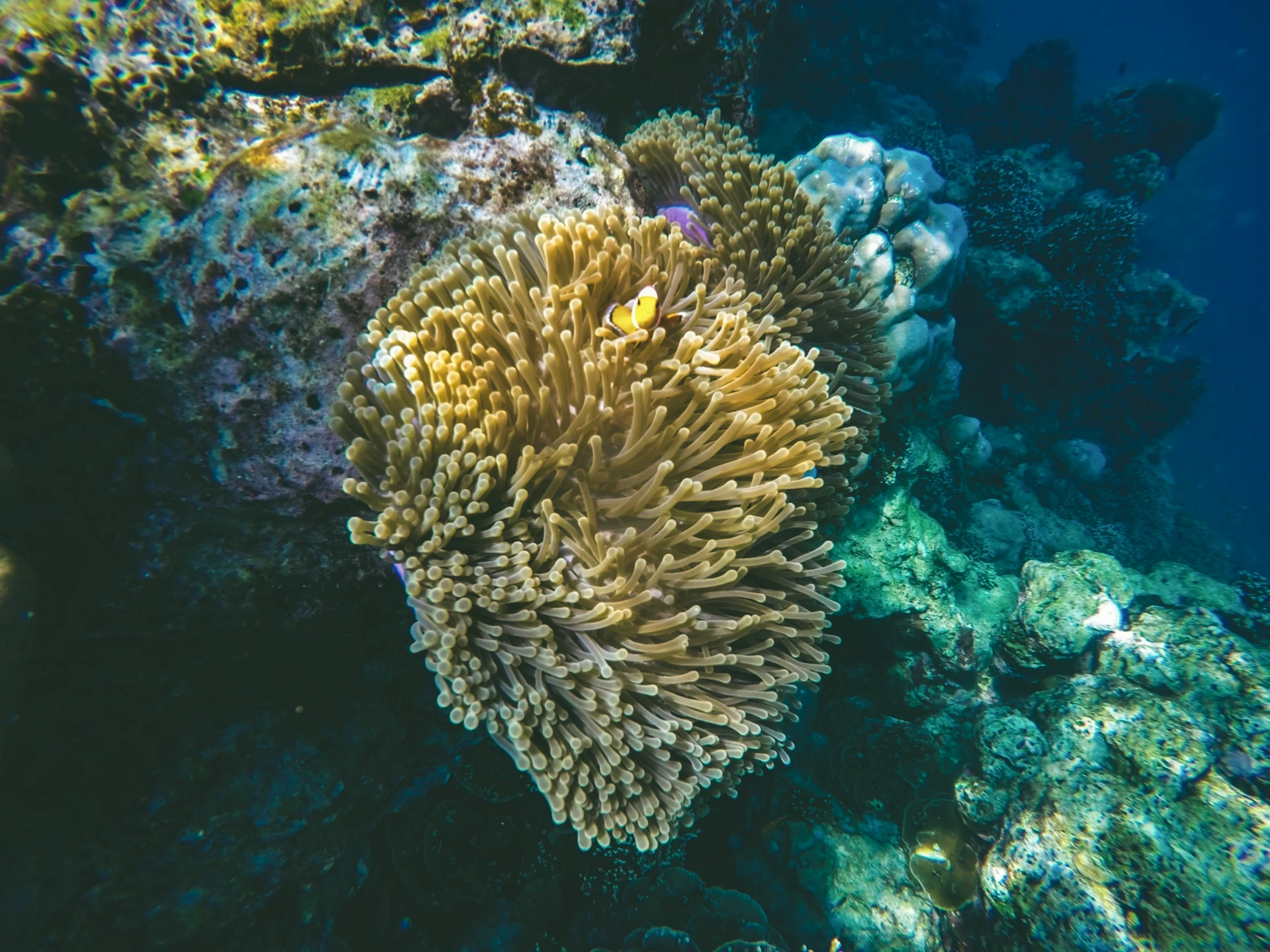 a close up s of an underwater coral