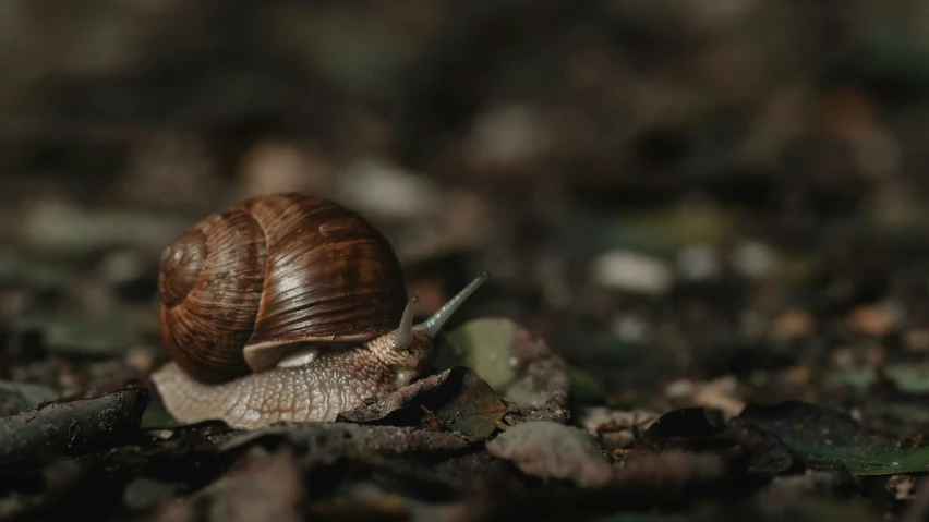 a brown and tan snail is on the ground