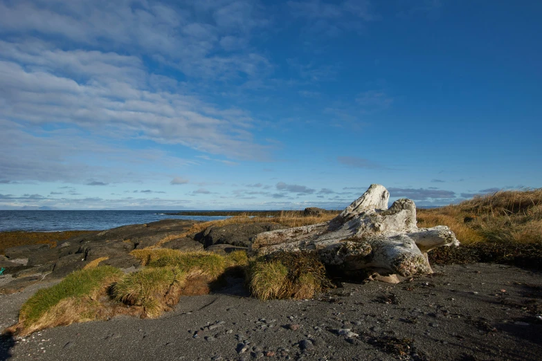 rocks and grass on the beach near water