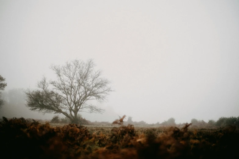 an open field with a tree and fog in the distance