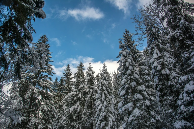 a snowy landscape with evergreen trees and the sky