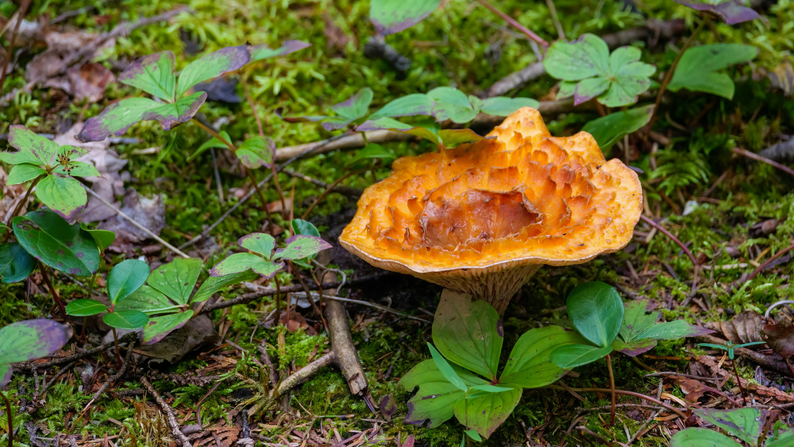 a mushroom on the ground in a forest