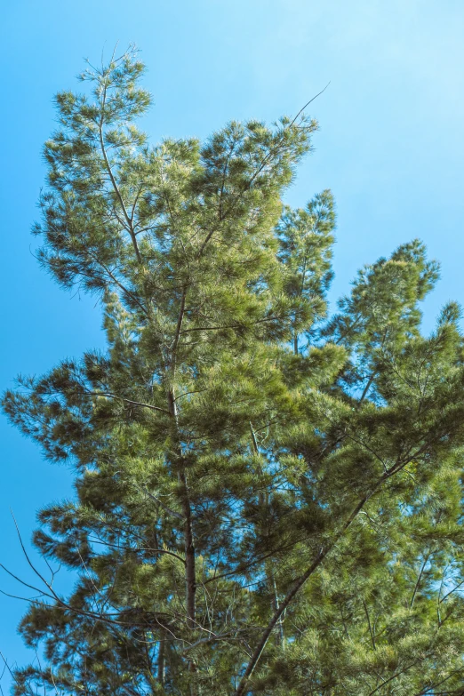 the tall tree is growing beside the clear blue sky